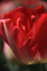 tulipa
