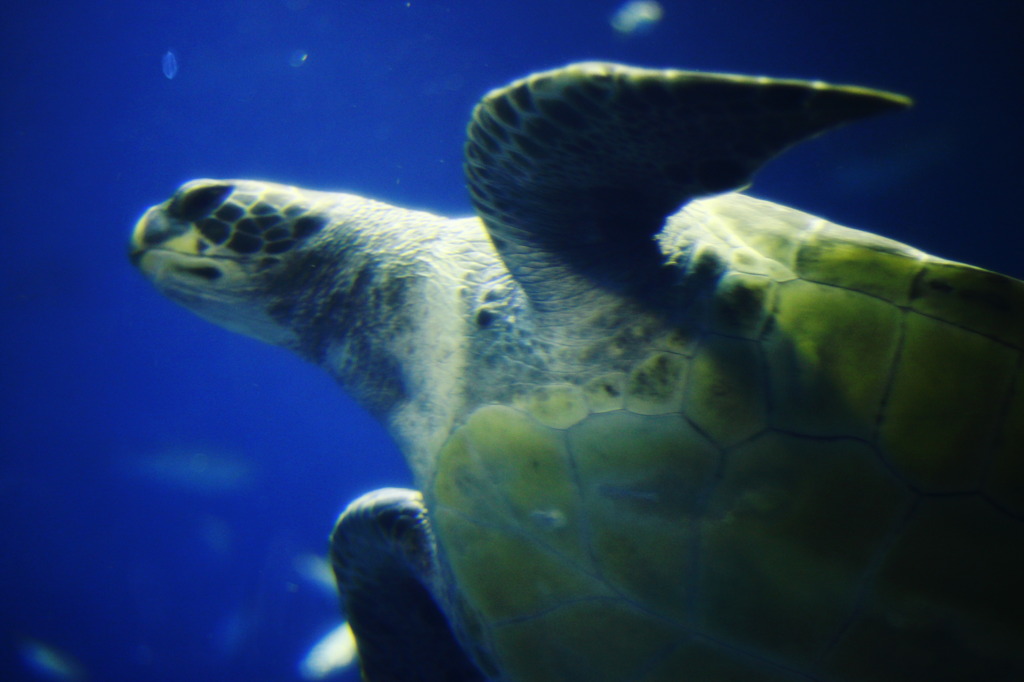 水族館