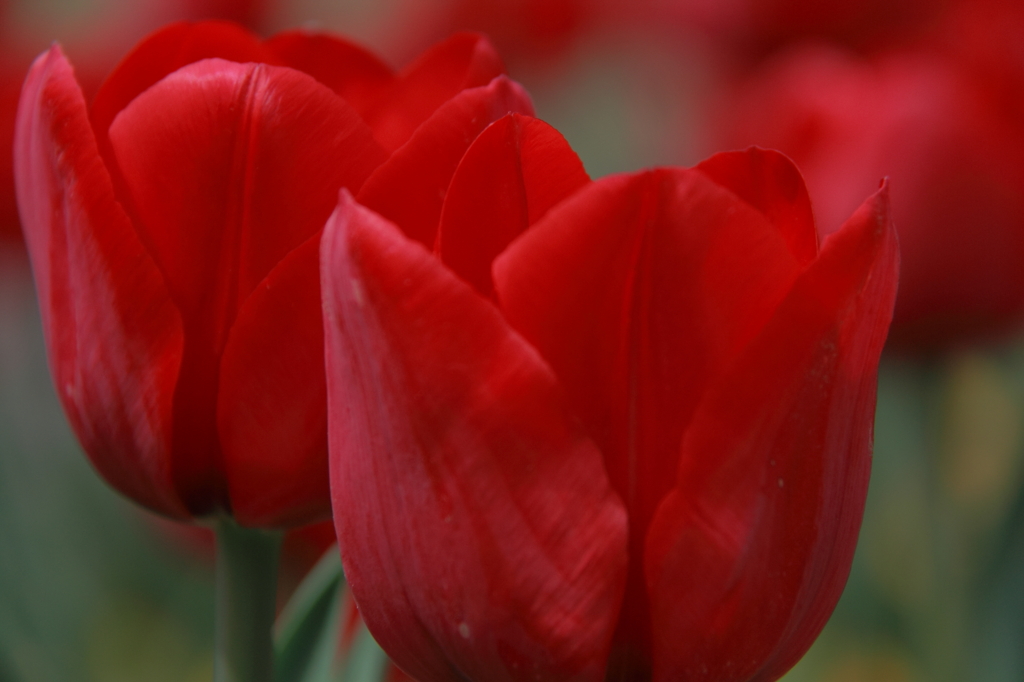 Tulips