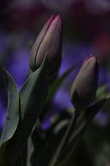 tulipa