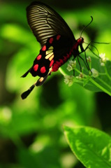 butterfly