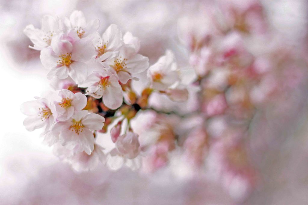 cherry blossom,桜