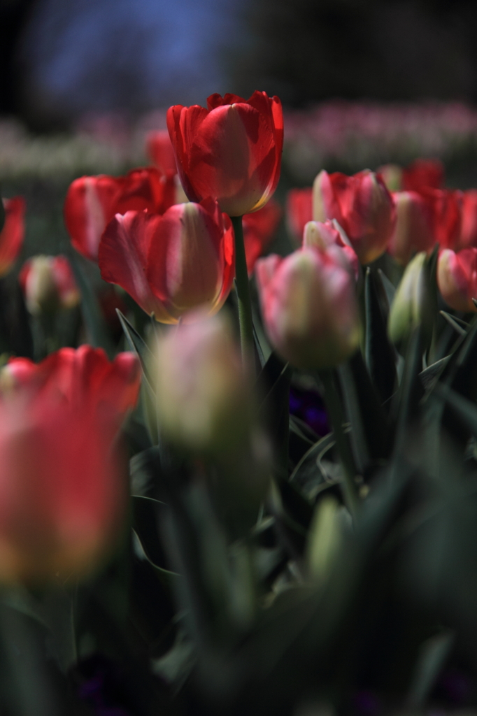 tulipa
