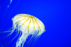 水族館