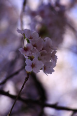 Sakura