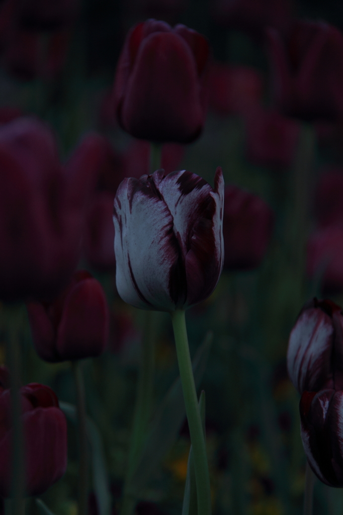 Tulips