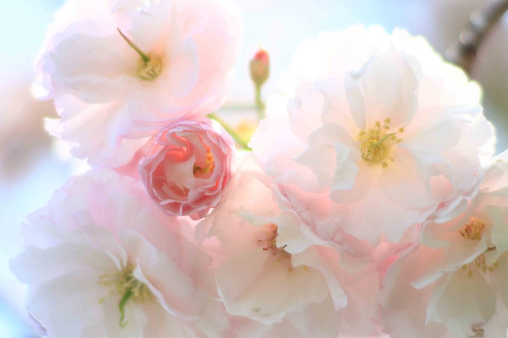 cherry blossom,桜