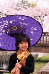 和傘,Sakura,wagasa,cherry blossom,桜