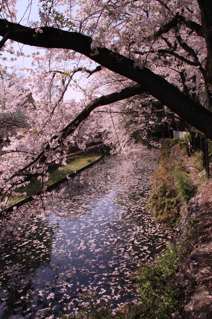 cherry blossom,桜