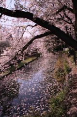 cherry blossom,桜