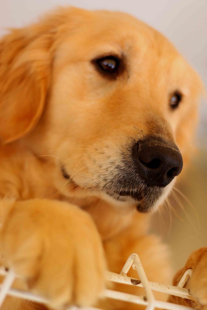 犬ちゃん