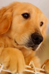 犬ちゃん
