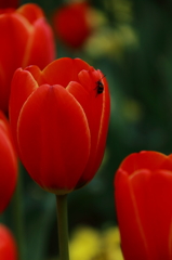 Tulips