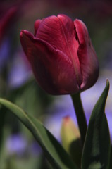 tulipa