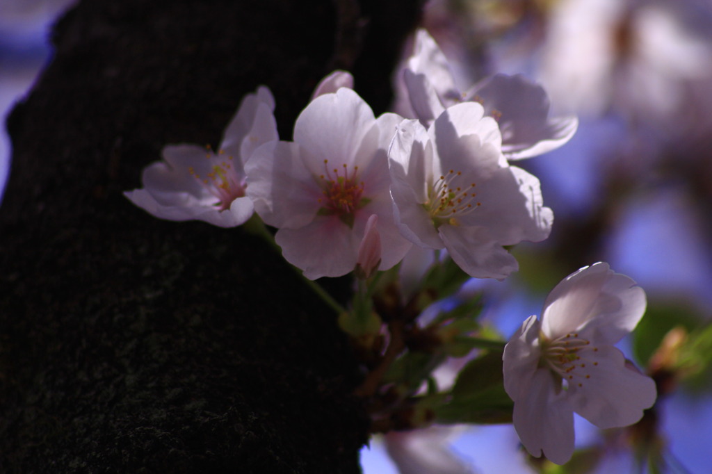 Sakura