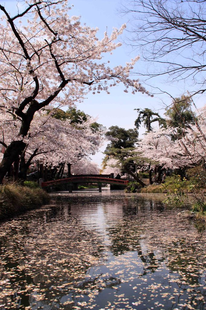 cherry blossom,桜