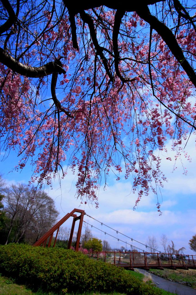 cherry blossom,桜