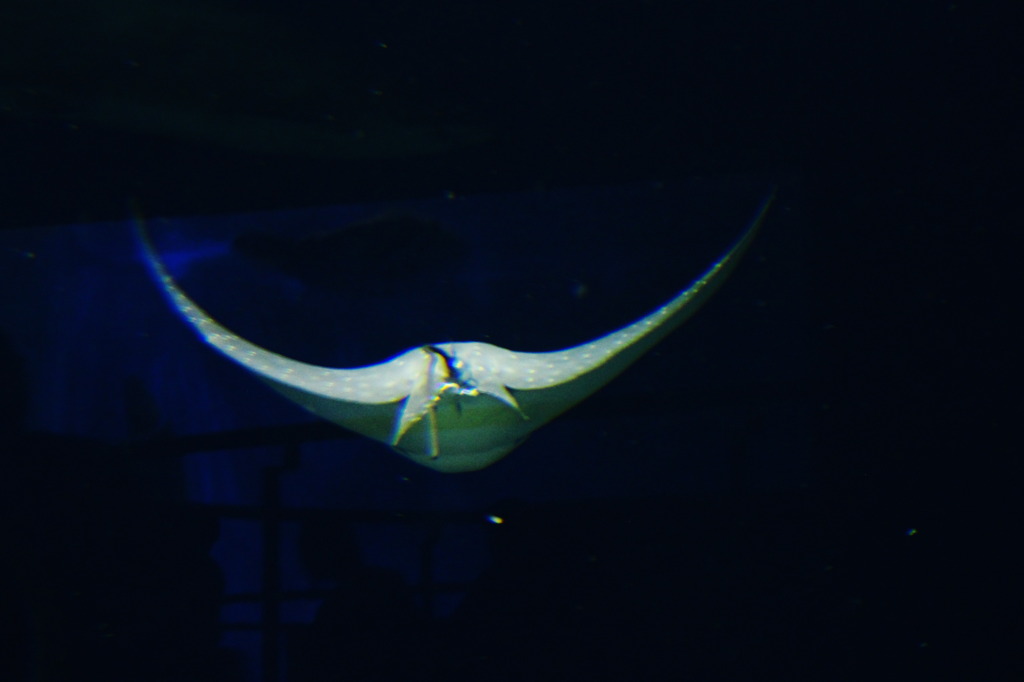 水族館