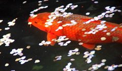 IMG_7684 copy