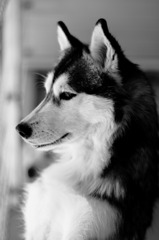犬ちゃん