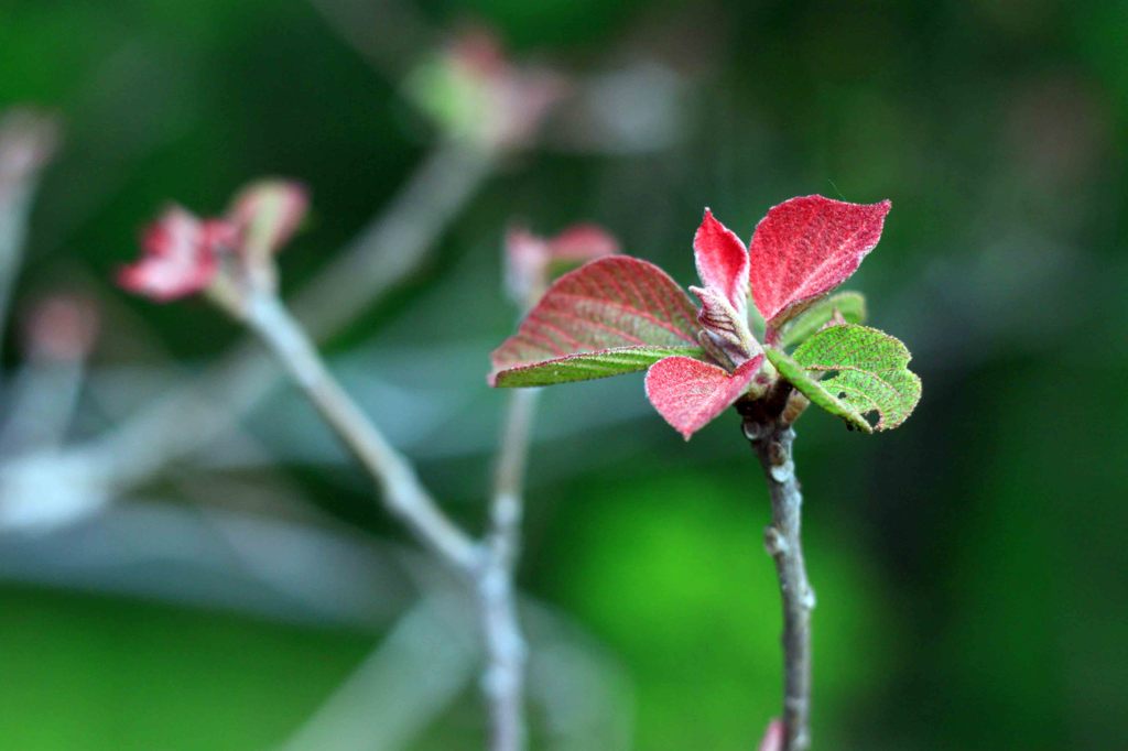 Spring