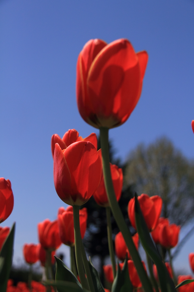 tulipa
