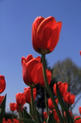 tulipa
