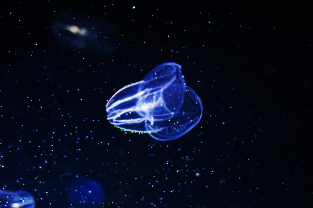 水族館