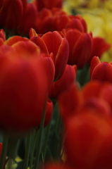 Tulips