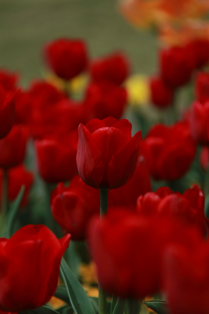 Tulips