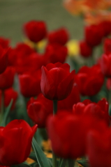 Tulips