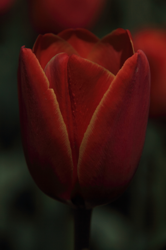 tulipa