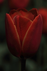 tulipa