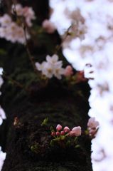 cherry blossom,桜