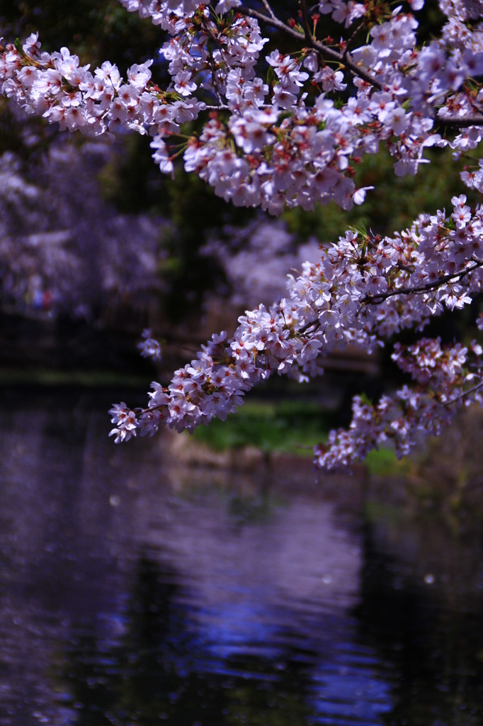 Sakura
