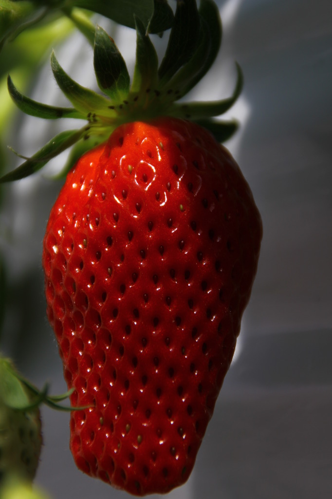 strawberriy