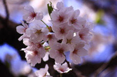 Sakura