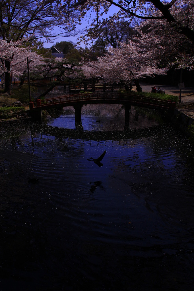 Sakura