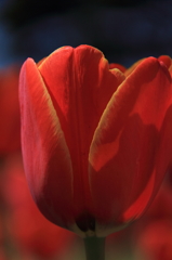 tulipa