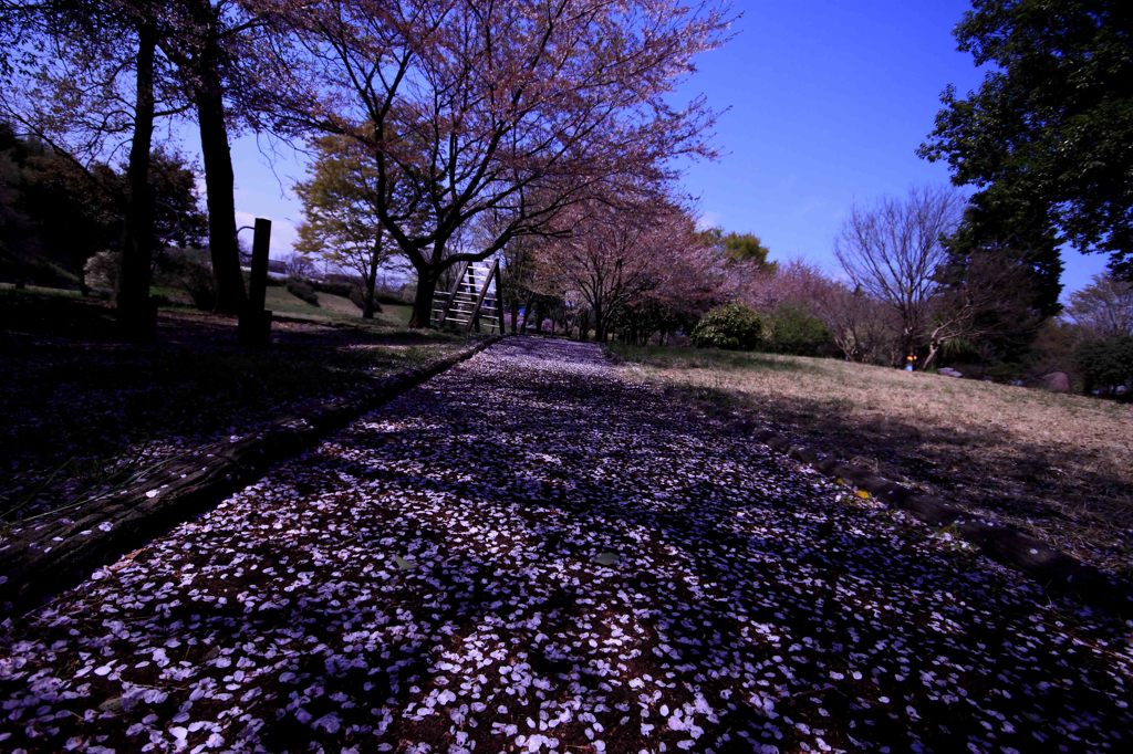 cherry blossom,桜