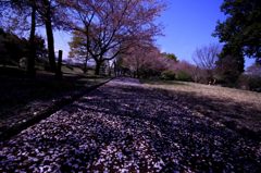 cherry blossom,桜