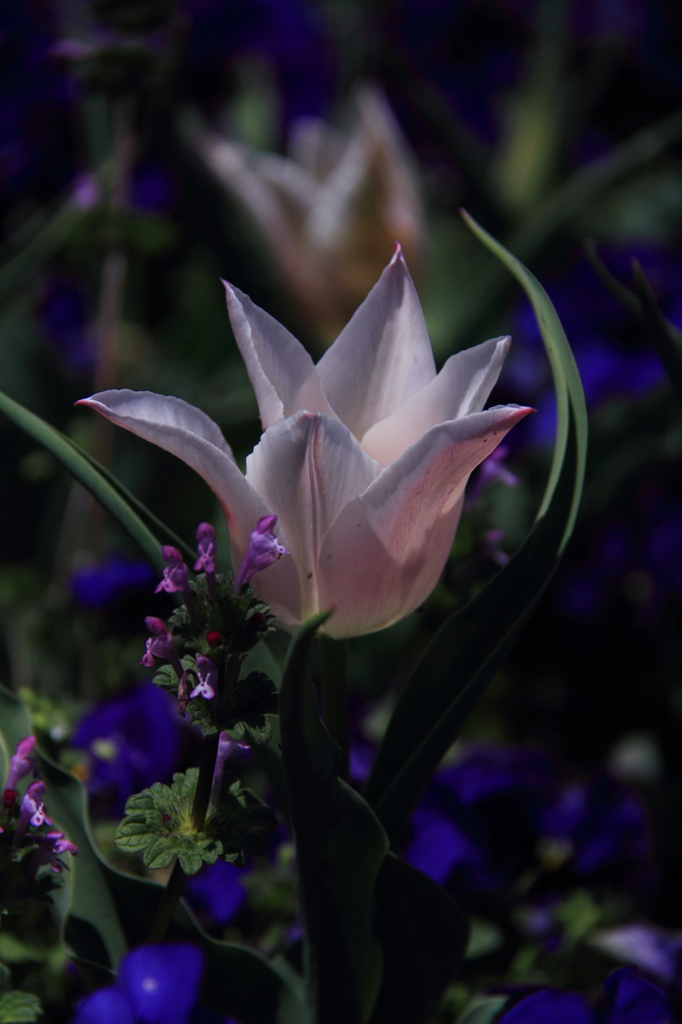 tulipa
