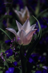 tulipa