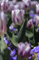 tulipa