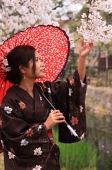 和傘,Sakura,wagasa,cherry blossom,桜