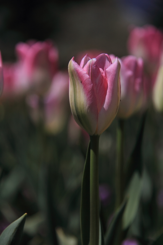 tulipa