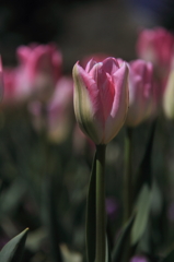 tulipa
