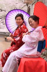  和傘,Sakura,wagasa,cherry blossom,桜