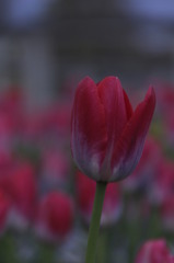 IMTulips