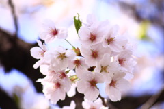 Sakura